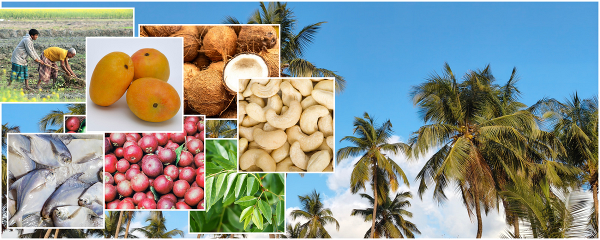 Konkan regional produce including cashews, Alphonso mangoes, coconut, jamun, curry leaves, fish and farmers